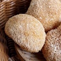 Champignons Crinière de Lion Bio Séchés 5-8cm en Gros, Comestibles, Nutritifs, Végétaliens, Herbe Naturelle pour Extrait de Café en Poudre et Complément Alimentaire