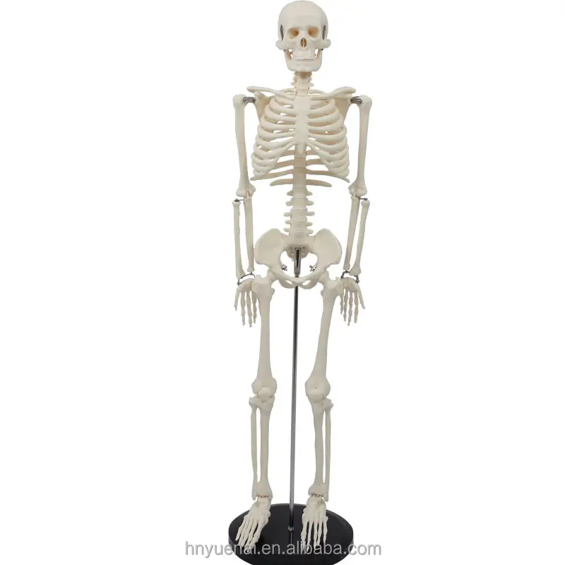 Vente en gros squelette humain grandeur nature en plastique de 5 pieds squelette d'halloween