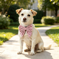 Premium Weiche Samt-Haustierfliege, Abnehmbares Ornament für Hunde- und Katzenhalsbänder, Verschiedene Farben Großhandelsangebot