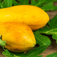 Productieve Papaya F1 Hybride met verbeterde vruchtvorming en superieure veldprestaties, gele vruchtvlees, 99% zuiverheid voor kwekers