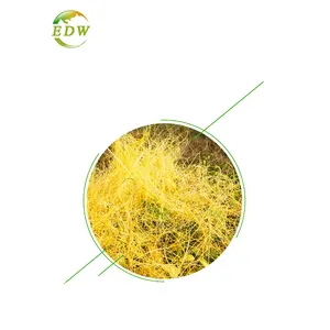 High Quality Herbal Extract Cuscuta Chinensis Dodder Seed Extract Cuscutae Seed Extract Powder