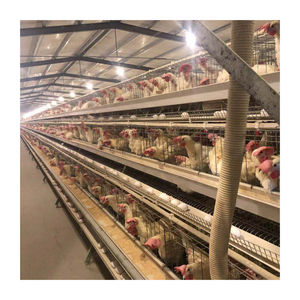 Lồng nuôi gà đẻ trứng loại 96/120/128/160, chuồng nuôi gà mái đẻ trứng cho trang trại gia cầm 10.000 con gà - Product Image 3