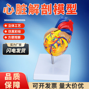 Modelo de Anatomía del Corazón Humano 1:1, Modelo de Corazón Natural para Ultrasonido/Doppler Color, Molde de Enseñanza del Corazón con 34 Marcas - Product Image 4