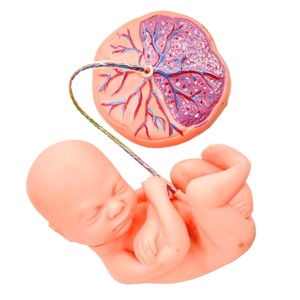 نموذج تعليمي طبي متحرك لقاع الحوض الأنثوي - Product Image 4