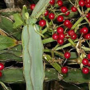 ผงสกัด Cissus Quadrangularis จากธรรมชาติบริสุทธิ์100% - Product Image 1