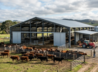 Structure en acier robuste pour l'aménagement d'ateliers modernes et de bâtiments agricoles préfabriqués en acier pour l'élevage de vaches laitières