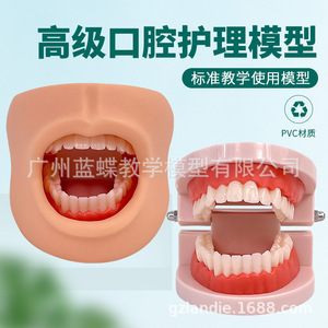 Modèle naturel de soins et de santé dentaire, modèle avancé de soins bucco-dentaires (avec joues et langue). - Product Image 1
