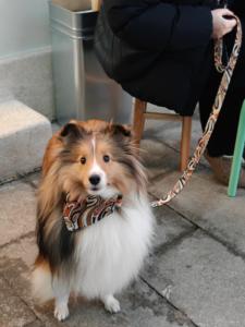 Verstelbare zachte honden- en kattenhalsband met gepersonaliseerde duurzame, modieuze katoenen halsband voor huisdieren - Product Image 4