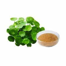 99% Pure Bacopa Monnieri polvo de extracto de hierbas de grado alimenticio producto a granel de Venta caliente para consumo humano empaquetado en tambores - Product Image 3