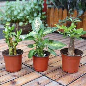 Pots de <span class=keywords><strong>culture</strong></span> en <span class=keywords><strong>plastique</strong></span> pour pépinière, en gros, épais, durables, bicolores, pots de <span class=keywords><strong>culture</strong></span> en <span class=keywords><strong>plastique</strong></span> pour plantes - Product Image 2