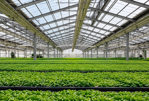 Serre en polycarbonate PC résistante au vent avec structure en acier robuste et système d'ancrage solide pour l'agriculture côtière - Product Image 6