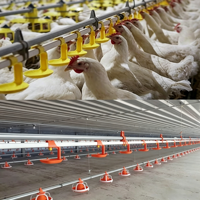 Nouveau Système Automatique de Ligne d'Abreuvement par Pipettes pour Volailles en Acier Inoxydable / Ligne d'Eau pour Poulets de Chair et Poules Pondeuses / Équipement Complet pour Ferme Avicole