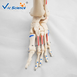 Squelette humain avec coloration musculaire et modèle de ligaments, 180 cm de haut, modèle détachable pour l'enseignement de l'anatomie. - Product Image 3