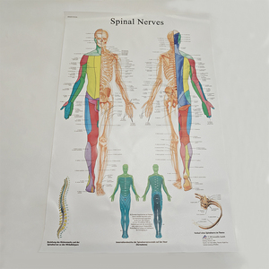 Affiches murales de la science médicale Os humain et affichage de la pathologie sur l'<span class=keywords><strong>anatomie</strong></span> en plastique pour l'affichage en classe ou en laboratoire - Product Image 2