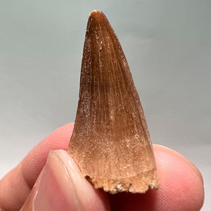 Dent authentique de Mosasaur - Dents de dinosaure marin préhistorique, spécimen réel de <span class=keywords><strong>taille</strong></span> humaine avec matrice pour l'éducation - Product Image 3