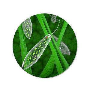 ผง <span class=keywords><strong>Euglena</strong></span> อาหารเสริม <span class=keywords><strong>Euglena</strong></span> Gracilis,สาหร่าย <span class=keywords><strong>Euglena</strong></span> <span class=keywords><strong>Powder</strong></span> บริสุทธิ์จากธรรมชาติ - Product Image 2