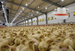 Dimmable Poultry Light With Bulb Lighting Controller System Poultry Lighting For Egg Production