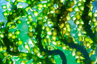 Vente chaude chlorella spiruline pure chlorella spiruline chlorella vulgaris poudre