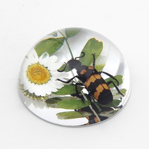 Espécimen de flor de insecto medio redondo de 67mm en artesanías de resina Decoración de mesa ámbar transparente - Product Image 3