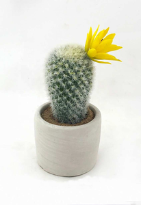 Decoración de mesa para el hogar y la Oficina, Mini bonsái Artificial verde, maceta pequeña, plantas de Cactus suculentas falsas - Product Image 6