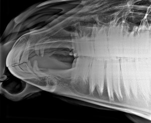Equino rilevatore a schermo piatto Iray cavallo uso Wireless digitale schermo piatto Dr <span class=keywords><strong>Cr</strong></span> sistema veterinaria Xray Machine - Product Image 5