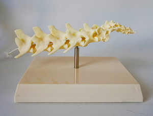 Modelo de Vértebras Lumbares Caninas, Columna Vertebral Canina de 5 Piezas, Modelo de Columna Vertebral de <span class=keywords><strong>Perro</strong></span> para Enseñanza Veterinaria - Product Image 4