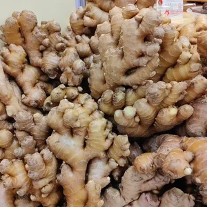 Novo Gengibre Seco Fresco por Atacado de Fornecedores do Mercado Chinês de Raízes de Gengibre Fresco - Product Image 5