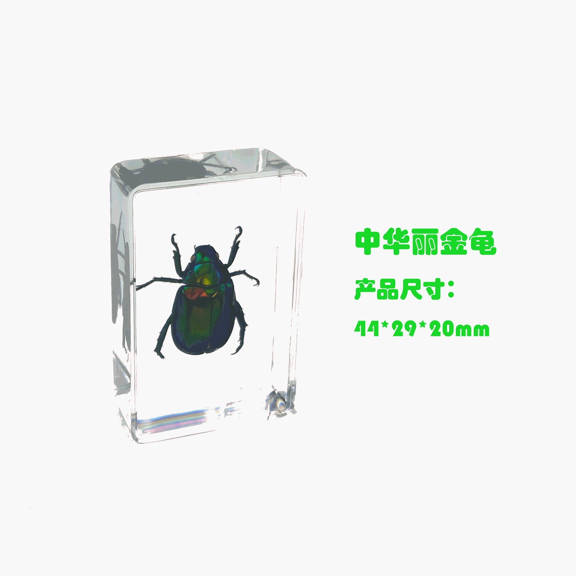 Sp chinese splendid golden beetle-442916mm