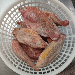 Tilapia Roja congrelada <span class=keywords><strong>rosa</strong></span> Tilapia congelato <span class=keywords><strong>pesce</strong></span> Tilapia rosso congelato - Product Image 4