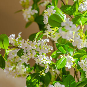 Venta al por mayor <span class=keywords><strong>de</strong></span> flores lilas artificiales para la decoración del hogar Ramos <span class=keywords><strong>de</strong></span> salón transfronterizos y arreglos <span class=keywords><strong>de</strong></span> Mesa para el Día <span class=keywords><strong>de</strong></span> San Valentín - Product Image 5