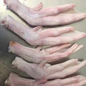 Patas de Pato Congeladas BQF Premium, Grado A, Venta al Por Mayor, 24 Meses de Vida Útil, Para Hoteles, Restaurantes, Catering, Importadores Globales - Product Image 5