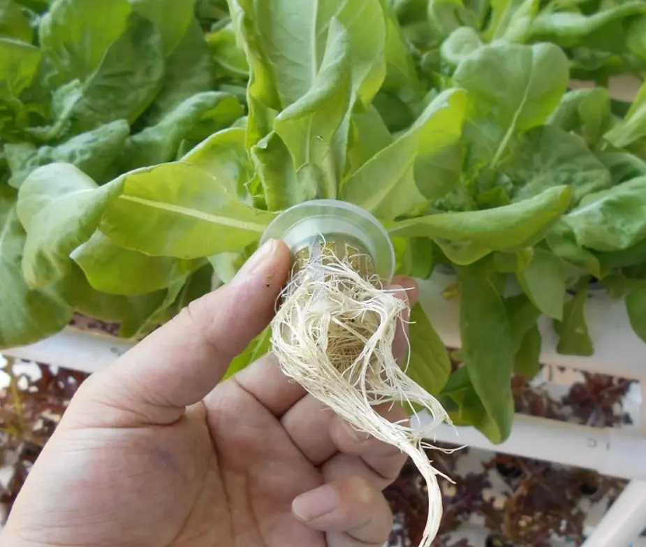 Kebun Rumah Kaca Hidroponik Plastik Jaring Tanaman Tanpa Tanah Air Tanam Roobo Cangkir Tanaman Tumbuh Pot Sayuran