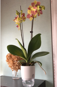 Fournitures de jardin d'usine <span class=keywords><strong>pas</strong></span> <span class=keywords><strong>cher</strong></span> pots d'arrosage modernes décoratifs pour l'intérieur grands pots de fleurs en plastique pots et jardinières - Product Image 4