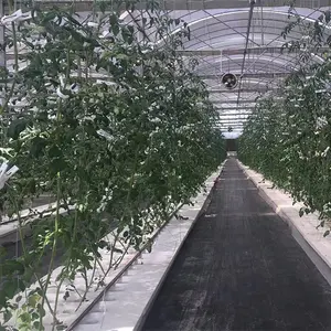 토마토 식물 성장을위한 대형 유리 온실 수경 농업 온실 녹색 색상