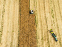 Récolteuse d'ail GN60 150HP de haute qualité à assistance manuelle pour la récolte des bulbes, pour usage agricole
