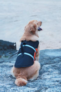 เสื้อชูชีพสุนัขกันน้ำแบบพกพาสะท้อนแสงสำหรับสุนัขเสื้อชูชีพสำหรับสุนัขว่ายน้ำปลอดภัย - Product Image 6