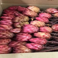 Gedroogde koningsprotea bloemen voor binnen, decoratief voor bruiloften, Pasen & Halloween arrangementen - Langdurig, 20-30cm