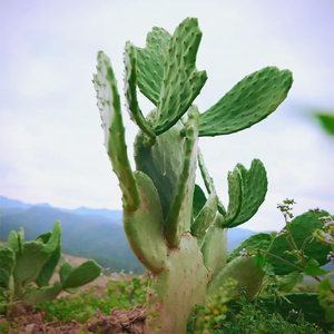 <span class=keywords><strong>Poudre</strong></span> d'extrait <span class=keywords><strong>de</strong></span> cactus <span class=keywords><strong>Nopal</strong></span> naturel pur <span class=keywords><strong>de</strong></span> haute qualité - Product Image 4