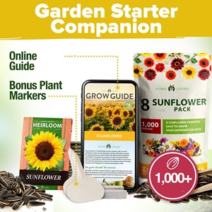 Accueil Cultivé 1000 + tournesol fleur jardin truie Kit paquets 8 variétés dont nain sauvage <span class=keywords><strong>automne</strong></span> beauté tache solaire fleur croissante - Product Image 6