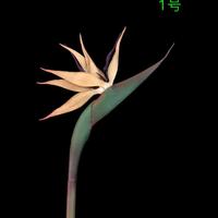 Offre Spéciale automne couleur vraie touche fleurs artificielles oiseau de paradis à vendre
