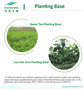 Adoçantes Em Pó Seco Luo Han Guo Alimentos Ingredientes Monk Fruit Extract, Adoçante Orgânico Monk Fruit para Bebidas Alimentares - Product Image 6