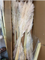 Herbe de la Pampa Naturelle Séchée en Gros, Grande Taille 120cm, Bouquet de Fleurs Flottantes pour Mariage, Événement, Décoration d'Intérieur, Décoration de Vase