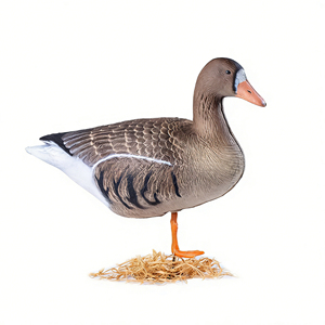 Décoys de canards flottants 3D pliables en gros, en plastique souple EVA avec pied orange, équipement de chasse - Product Image 6