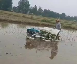 Trapiantatrice di riso a 4 o 6 file, macchina per la semina del riso a spinta manuale, macchina per la trasplantazione del riso, seminatrice di riso. - Product Image 2