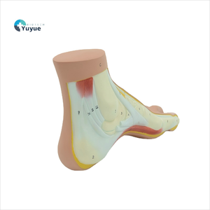 Modelo Anatómico de Sección del Arco del Pie <span class=keywords><strong>Humano</strong></span>, PVC, Estructura de Músculos, Ligamentos <span class=keywords><strong>y</strong></span> <span class=keywords><strong>Huesos</strong></span> del Pie, Modelo de Enseñanza Médica - Product Image 1