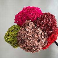 Fleurs d'hortensia séchées Anna en gros, hortensia blanc pur, bouquet de fleurs de mariage, grand bouquet d'hortensia préservé pour la décoration d'événements
