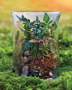 Il Kit per terrario <span class=keywords><strong>fai</strong></span> <span class=keywords><strong>da</strong></span> <span class=keywords><strong>te</strong></span> a tema foresta in stile Country e l'utilizzo del pavimento per la casa e il giardino aggiungono vita alle fioriere di vasi di fiori - Product Image 3