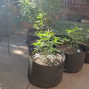 Bags Wholesale 20 Gal Fabric Plant Pots Durable Vegetable Garden Growing Bags Non Woven Felt 5 7 10 15 20 Gallon Planter Fabric Pots