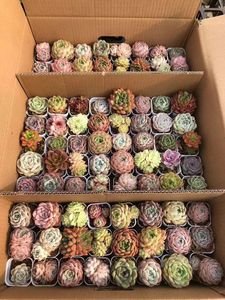 Adorable Set de Muestras de Suculentas LCL de Cabeza Única y Raíz Antigua, 50 Piezas de 6cm, Crassulaceae - Product Image 5
