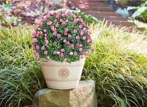 Plante artificielle <span class=keywords><strong>en</strong></span> forme de rose, boîte à fleurs, herbe de buis, feuille de plastique, boule de buis, facile à pousser pour la décoration de la maison, du bureau, du jardin, de la porte d'entrée - Product Image 2